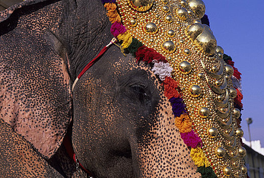 印度,大象,游客