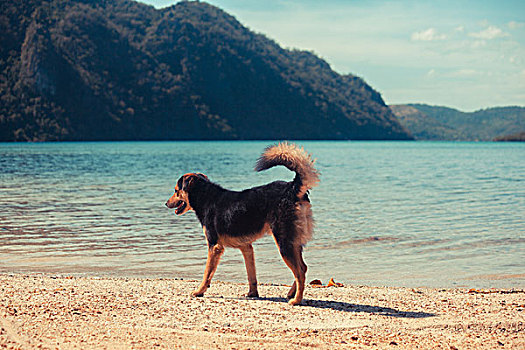 可爱,狗,走,热带沙滩