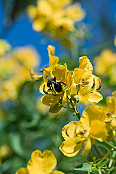 蜜蜂,花粉,黄花