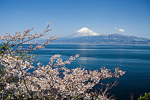 富士山,樱花