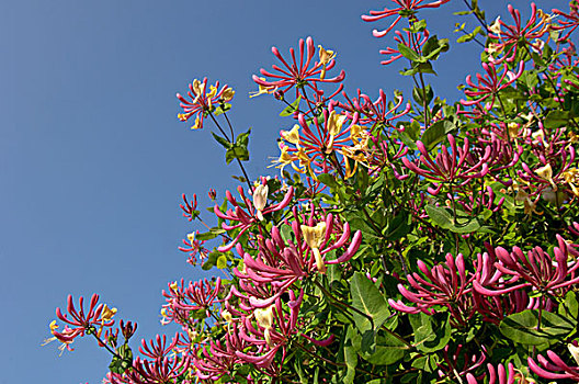 金银花,花,牛津,英格兰,英国,欧洲