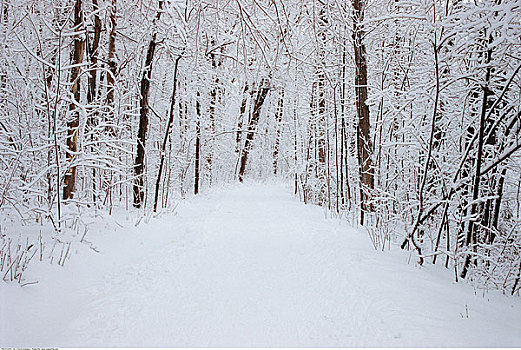 积雪,小路,树林