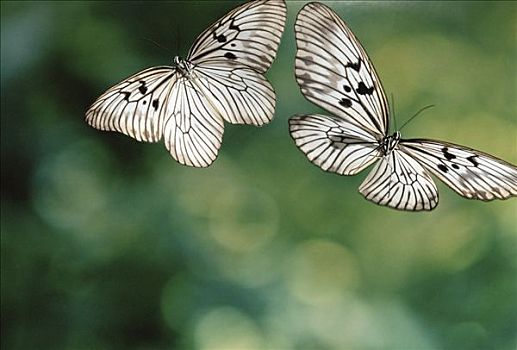 手绢,蝴蝶,木头,雌性,飞,求爱,雨林,苏拉威西岛,印度尼西亚