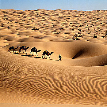 突尼斯,撒哈拉沙漠,沙,沙漠,东方,骆驼,驼队
