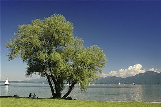 孤单,柳树,湖,基姆湖,巴伐利亚,德国