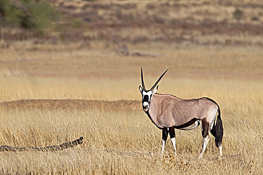 南非大羚羊,羚羊,河床,博茨瓦纳