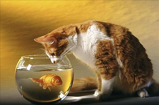 猫,看,金鱼缸