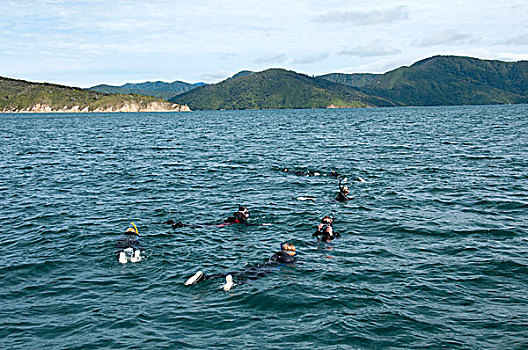 新西兰,南岛,海豚,游动,看,潜水,靠近,皮克顿