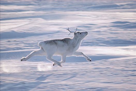 北美驯鹿,艾利斯摩尔岛,加拿大