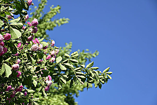 花树