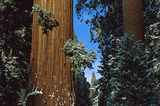 巨杉,灰尘,雪,国家公园,加利福尼亚