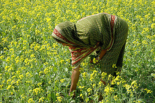 乡村,女人,收集,杂草,芥末,地点,午餐,孟加拉,十二月,2007年