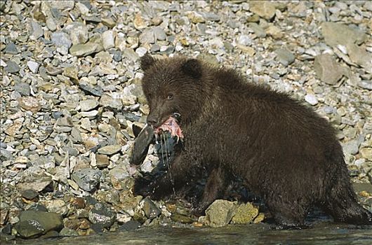大灰熊,棕熊,6-8岁,老,幼兽,三文鱼,卡特麦国家公园,阿拉斯加
