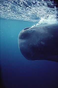 抹香鲸,特写,气孔,泡泡