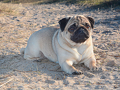 哈巴狗,躺着,沙子,瑞典,欧洲