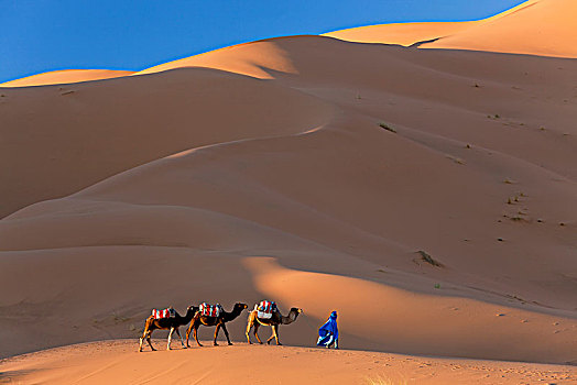 柏柏尔人,男人,驼队,撒哈拉沙漠