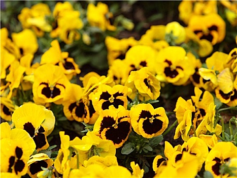 黄色,三色堇,花园,背景