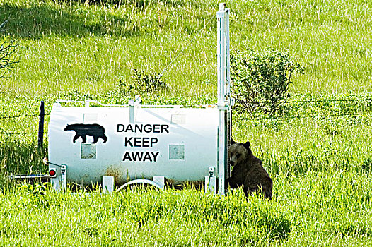 黑熊,美洲黑熊,进入,生活方式,困境,瓦特顿湖国家公园,西南方,艾伯塔省,加拿大