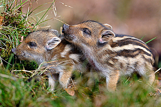 野猪,两个,小猪,北莱茵威斯特伐利亚,德国,欧洲