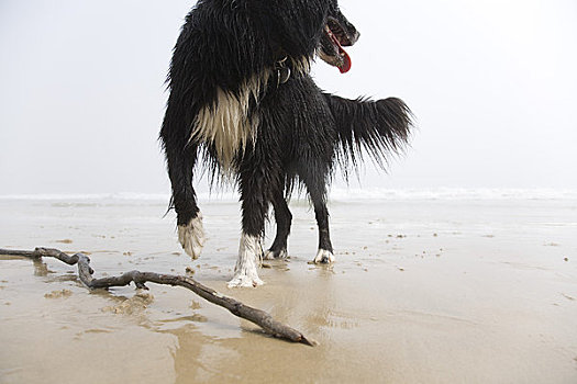 博德牧羊犬,玩,海滩