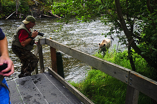 摄影师,拍照,棕熊,俄罗斯人,河,肯奈半岛,阿拉斯加