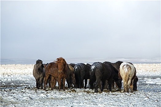 牧群,冰岛马,暴风雪
