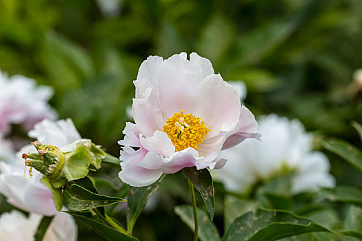 花中宰相,芍药花