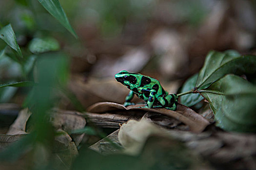 黑色,绿色,青蛙,毒物,哥斯达黎加,中美洲