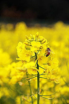 油菜花