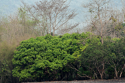 老挝琅勃拉邦旱季的热带雨林