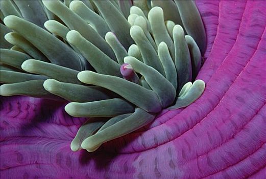 海葵,特写,珊瑚海