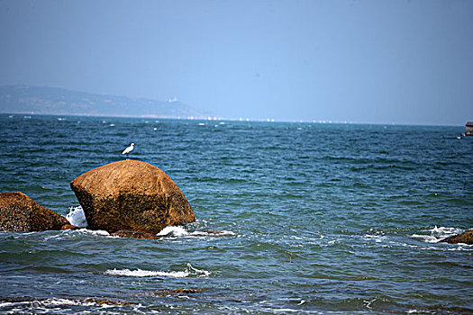 海鸥,白鹭