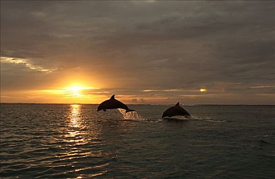 成年,一对,宽吻海豚,跳跃,室外,水,正面,日落,加勒比海,洪都拉斯,中美洲