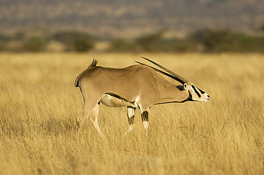 长角羚羊,水牛,春天,国家级保护区,肯尼亚