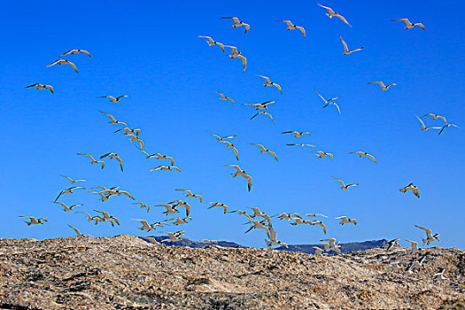燕鸥,成群,飞行,漂石,海滩,西海角,南非,非洲