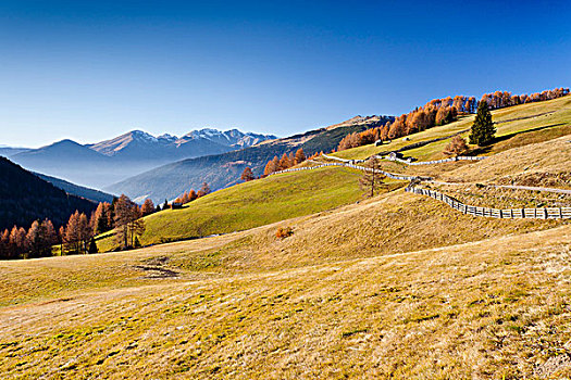阿尔卑斯草甸,后面,山谷,南蒂罗尔,意大利,欧洲