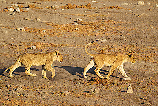 狮子,两个,幼兽,道路,水坑,埃托沙国家公园,纳米比亚,非洲