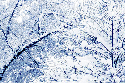 雪,遮盖,树,枝条,曼彻斯特,英国