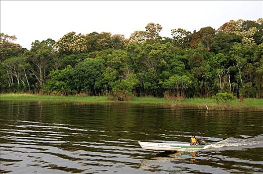 树林,支流,亚马逊河,巴西