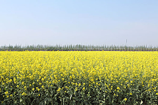 油菜花田