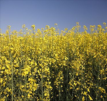 甘蓝型油菜