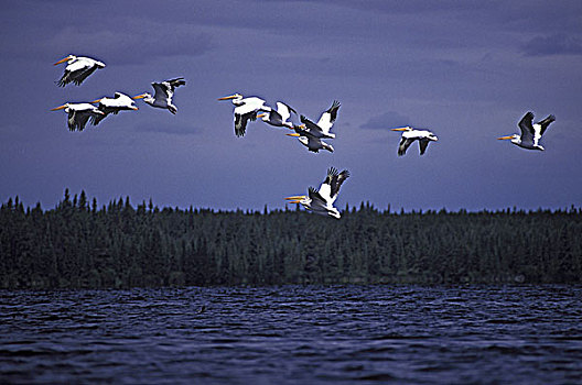 美洲,白色,鹈鹕,美洲白鹈鹕,湖,白鹈鹕,省立公园,不列颠哥伦比亚省,加拿大
