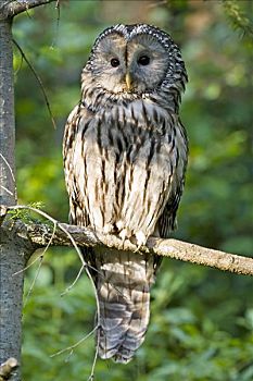 乌拉尔猫头鹰,长尾林鸮,巴伐利亚,德国