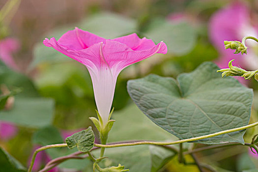 红色的牵牛花