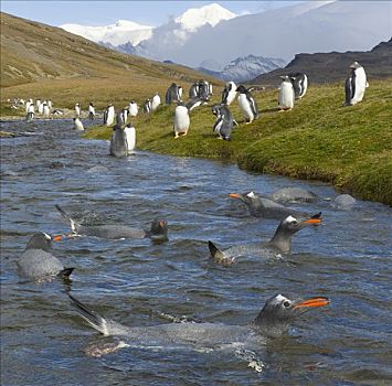 巴布亚企鹅,群,休息,洗,互动,喝,山川,靠近,南大洋,南乔治亚,南极辐合带