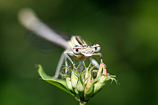 蜻蛉,上艾瑟尔省,荷兰
