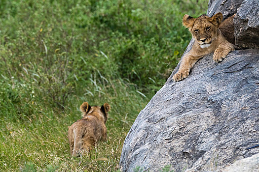 两个,幼狮,狮子,一个,走,草,塞伦盖蒂国家公园,坦桑尼亚