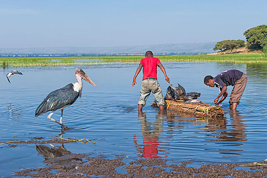 渔民,秃鹳,阿瓦萨,港口,埃塞俄比亚,非洲