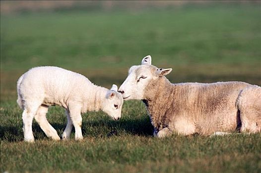 家羊,绵羊,荷兰,欧洲