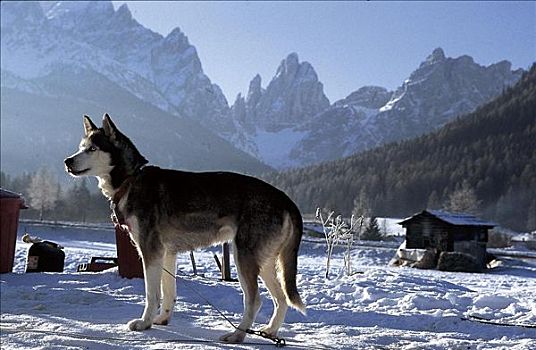 哈士奇犬,狗拉雪橇,哺乳动物,雪,跋涉,宠物,动物